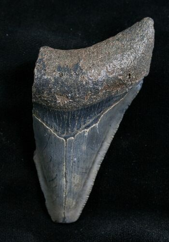 Bargain Megalodon Tooth - Florida #7764